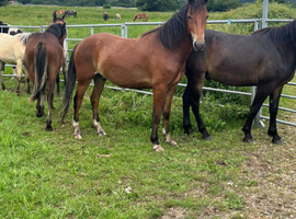 Registered 3 year old gelding
