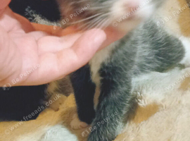 Very loving kittens to forever home