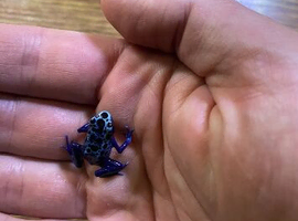 Azureus dart frogs