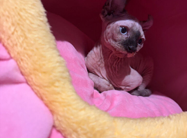 Female sphynx kitten