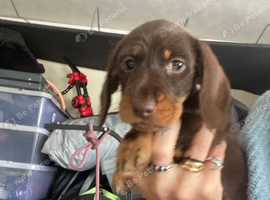 Miniature dachshunds