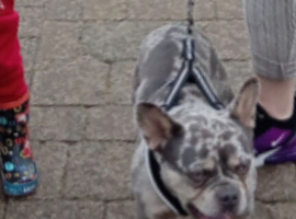 2 year old French bulldog