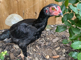 Selling my pet chickens