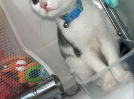 Domestic/Bengal Mix Breed.