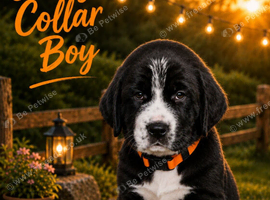 ️ Stunning Staffy x Cocker Spaniel puppies ️