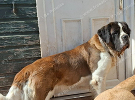 Female Saint Bernard