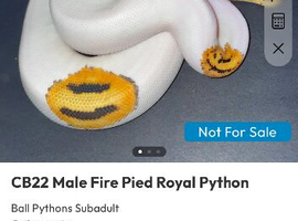 Pied male royal python and 3ft vivarium
