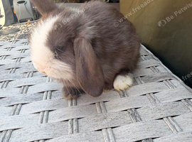 Mini lops