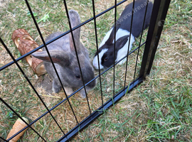 2 x Gorgeous Bunnies and Brand new Hutch