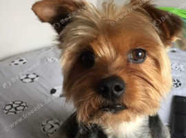 Yorkshire Terrier - available for stud