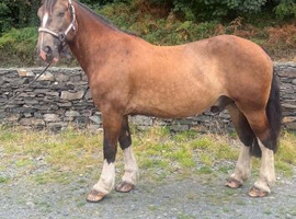 Buddy 16.2 Irish cob