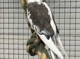 cockatiels