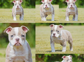 Both vaccines ready now! Olde English bulldogs olde tyme bulldogs