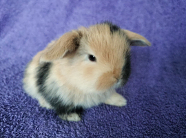 Baby mini lops for sale