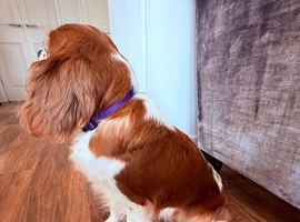 KC registered Cavalier King Charles