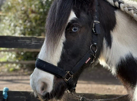 Sonny the super cob