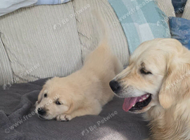 kc registered Golden retriever pappys cornwall