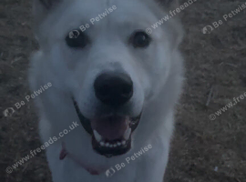 Nova