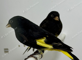 Beautiful pair of black Siskins for sale