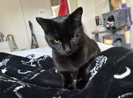 Salem domestic shorthair