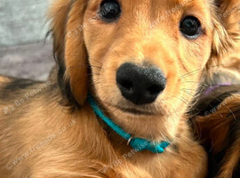 3x miniature Longhaired dachshund - boys