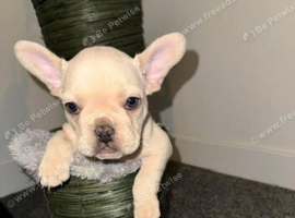 Beautiful full breed white French bull dog