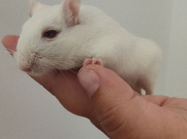 2 male gerbils