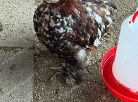 Chicken free to good home male
