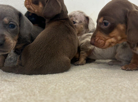 Miniature Dachshund pups