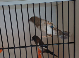 Adult bengalese finches for sale