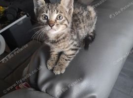 Bengal crossed kittens for sale
