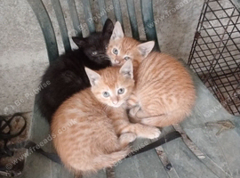 Cat with kittens