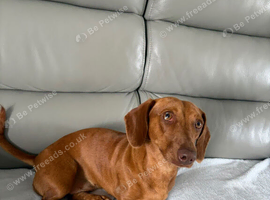 Dachshund for sale