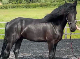 Beautiful 5 yr old Friesian x fell