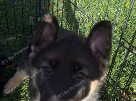 German Shepherd puppy