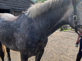 Irish draught eye catching gelding