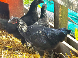 Ayam cemani hybrids rare