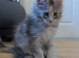 GORGEOUS MAINE COON KITTENS SEEKING THEIR FOREVER HOMES