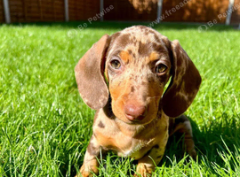 16 week old miniature dachshund