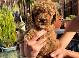 5 maltipoo puppies looking for a loving caring home