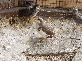 Chinese painted quails