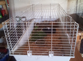 Three guinea pig girls for sale.