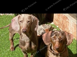 Miniature dachshund
