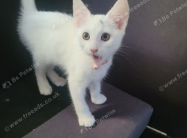 Female kitten