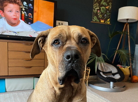 Presa x Cane corso