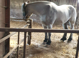 Pure bred belguim draft.