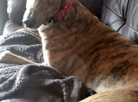 Male greyhound