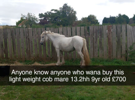 13.2hh cob mare