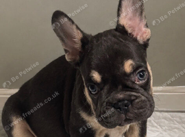 Stunning French Bulldog Puppies