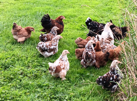 Beautiful Pekin Bantams